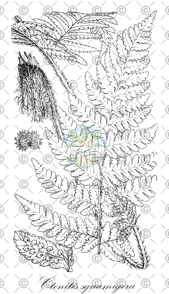 HistAbb_wfo-0000860835_ENZY_Simple | Historische Abbildung von Ctenitis squamigera - Dryopteridaceae | Historical Illustration of Ctenitis squamigera - Dryopteridaceae