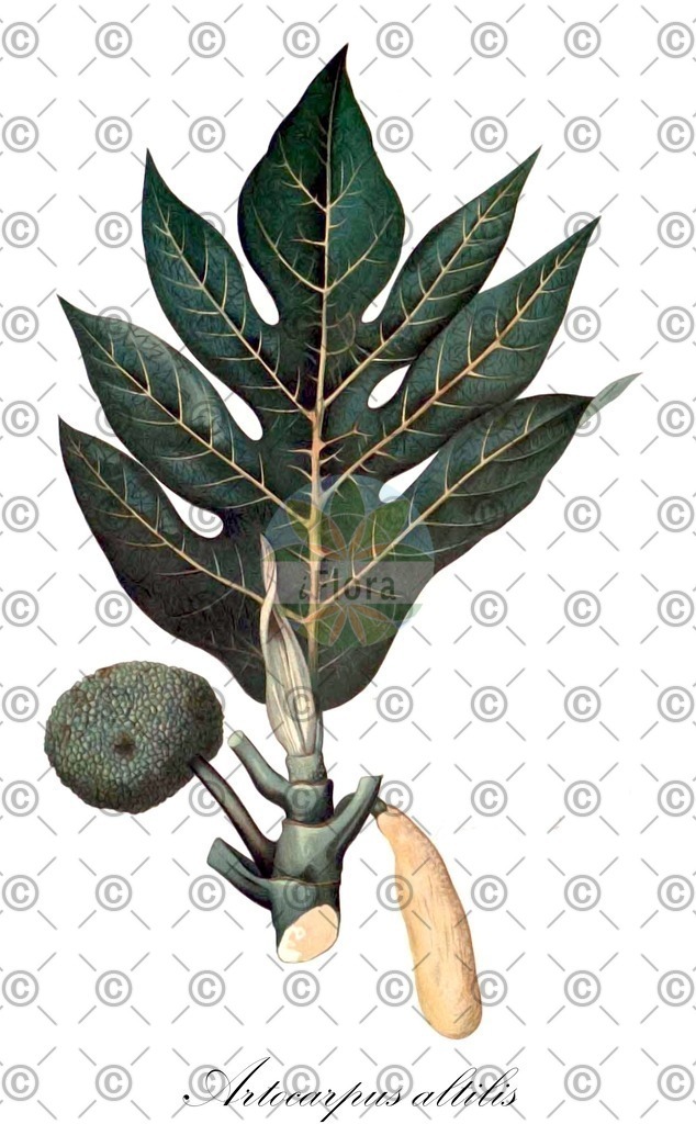 HistAbb_wfo-0000550425_2_ENZY_Simple | Historische Abbildung von Artocarpus altilis - Moraceae | Historical Illustration of Artocarpus altilis - Moraceae