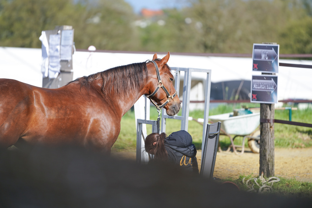 DSC00020 | Pferdegrafie