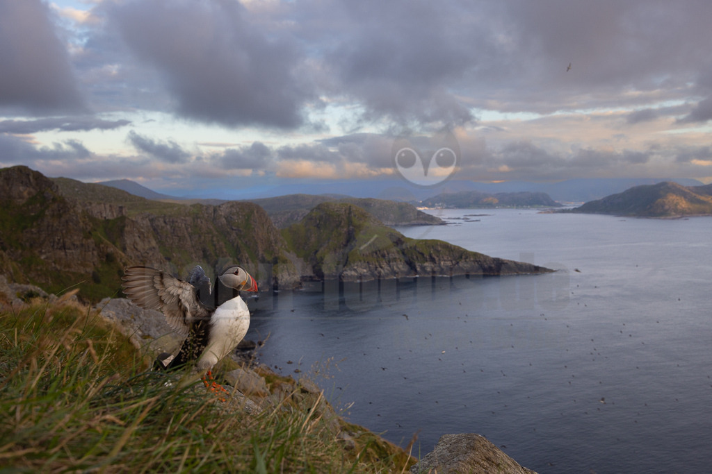 R5NF0390-20230721 | Der Papageitaucher – auch Papageientaucher oder Puffin genannt – ist eine Vogelart aus der Familie der Alkenvögel. Die Art brütet in Erdhöhlen an und auf Klippen oder an deren Fuß im Nordatlantik sowie im westlichen Nordpolarmeer. - Realisiert mit Pictrs.com