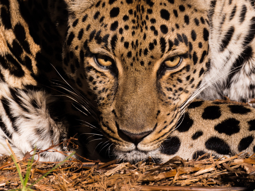 Leopard in Süd-Afrika | Ein Leopard auf der Lauer in Süd-Afrika - Realisiert mit Pictrs.com