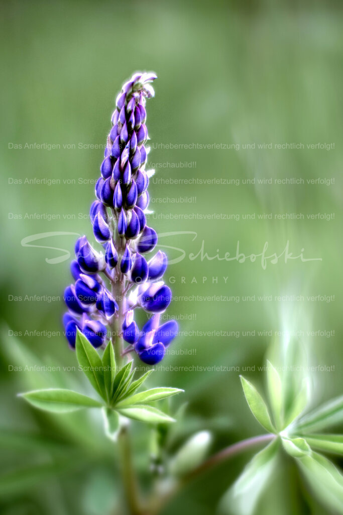 Wandbild Lupinie | People- und Tierfotografie, Imageaufnahmen, Veranstaltungsfotografie und Wandbilder aus der Natur ★ Made in Germany ✔️ Druck + Downloads ✔️ Naturfotografie in Top Qualität ★ schneller Versand, weltweite Lieferung! - Realisiert mit Pictrs.com
