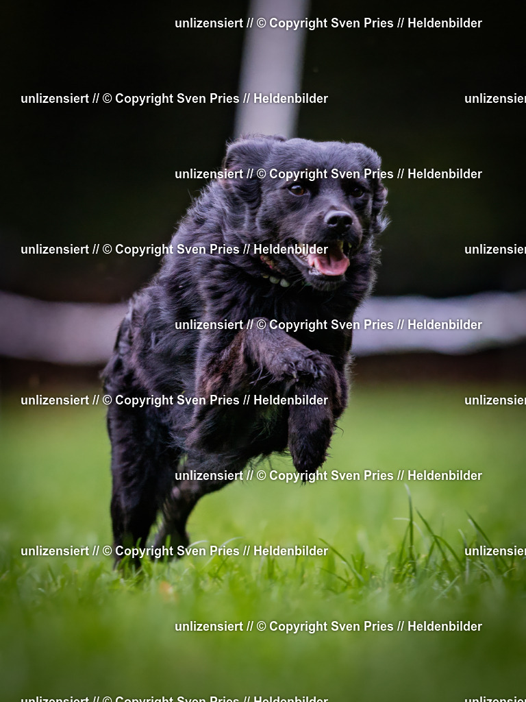 Sven Pries | 2024-10-19 - Hunderennen Ober-Grombach - Realisiert mit Pictrs.com