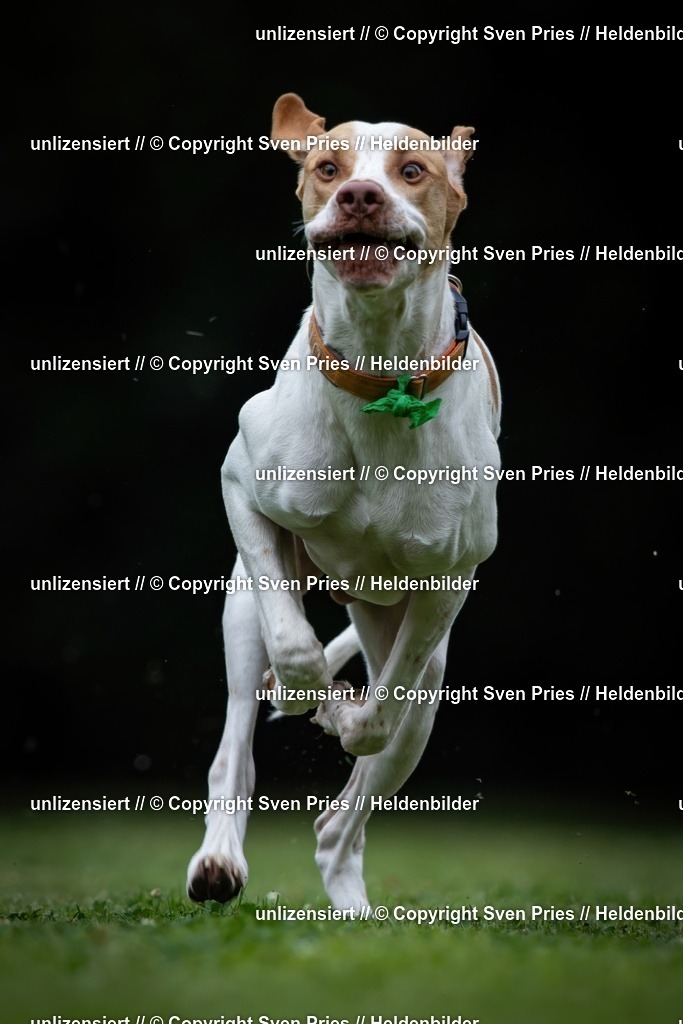 Sven Pries | 19. Allgemeines Hunderennen Karlsruhe Durlach - Realisiert mit Pictrs.com