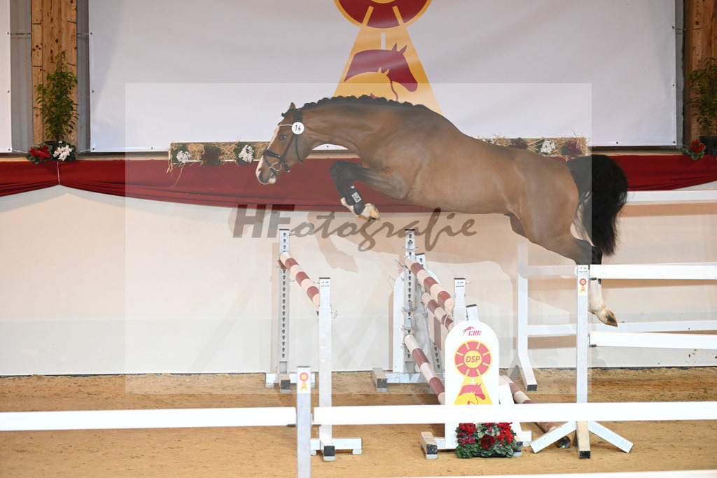Kat-Nr. 14 Cornado I_Schulze Averdiek_1230824 | hf-fotografie - Realizzato con Pictrs.com