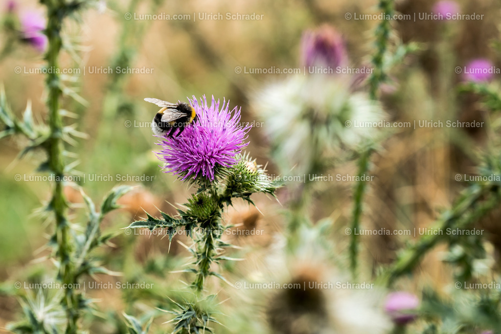 Bild 21 - Distel mit Hummel | limitierte Auflage: 25 Stück, noch 23 verfügbar - Realisiert mit Pictrs.com