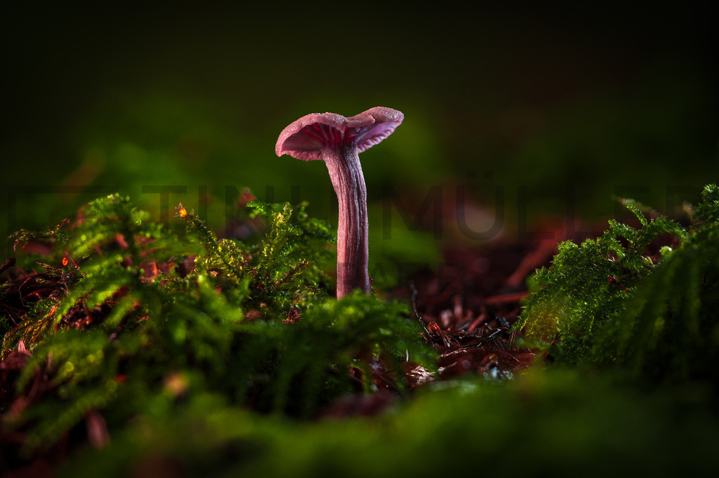 2025-09-25 19-55-56 (B_R8_S4)-Bearbeitet | Tinu Müller Fotografie- Bildershop - Realisiert mit Pictrs.com