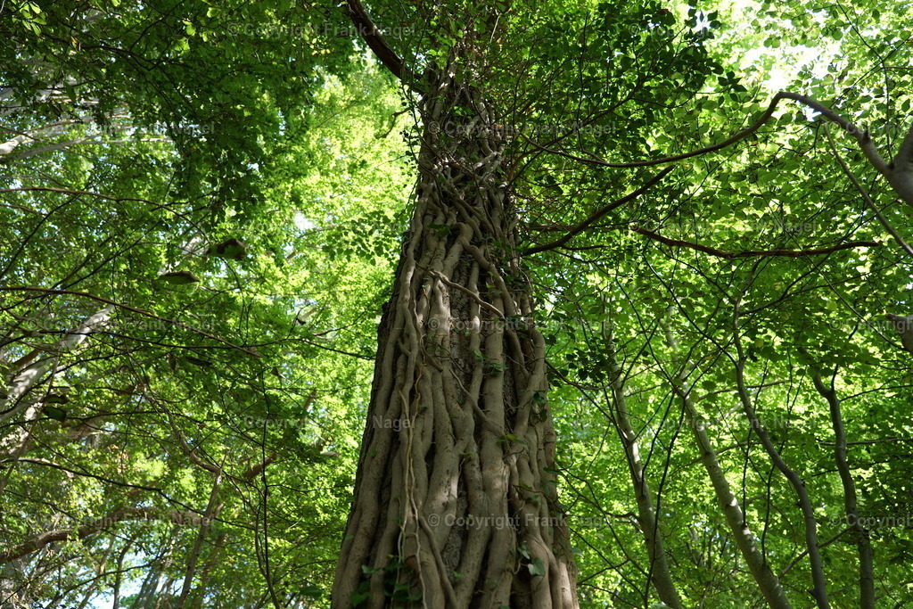 Efeu | Efeu ist eine Kletterpflanze. Sie bietet Lebensraum und Nahrung für Tierarten wie Vögeln, Insekten und kleinen Säugetieren. Die Beeren sind eine wichtige Nahrungsquelle für Vögel im Winter. - Realisiert mit Pictrs.com