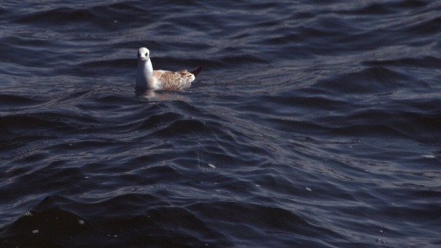 Schwimmende Silbermöwe | Verkauf von Fotos und  Videoclips zumThema Natur.Motive sind Pflanzen, Tiere, Landschaftenund Wetter
