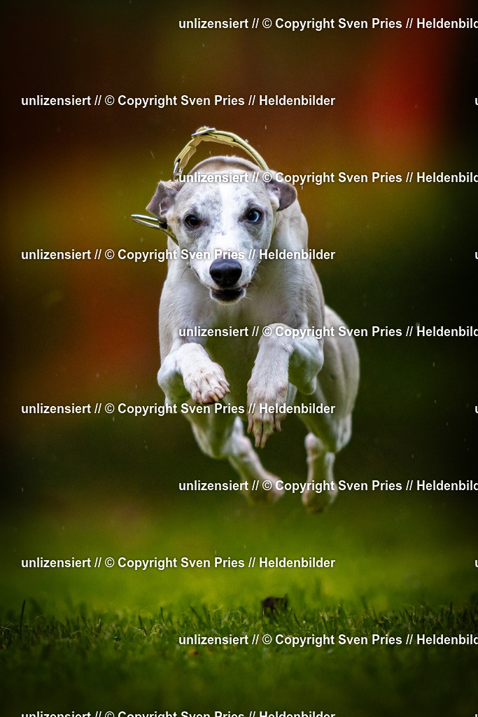 Sven Pries | 2025-09-21 - Hunderennen Baden-Oos - Realisiert mit Pictrs.com