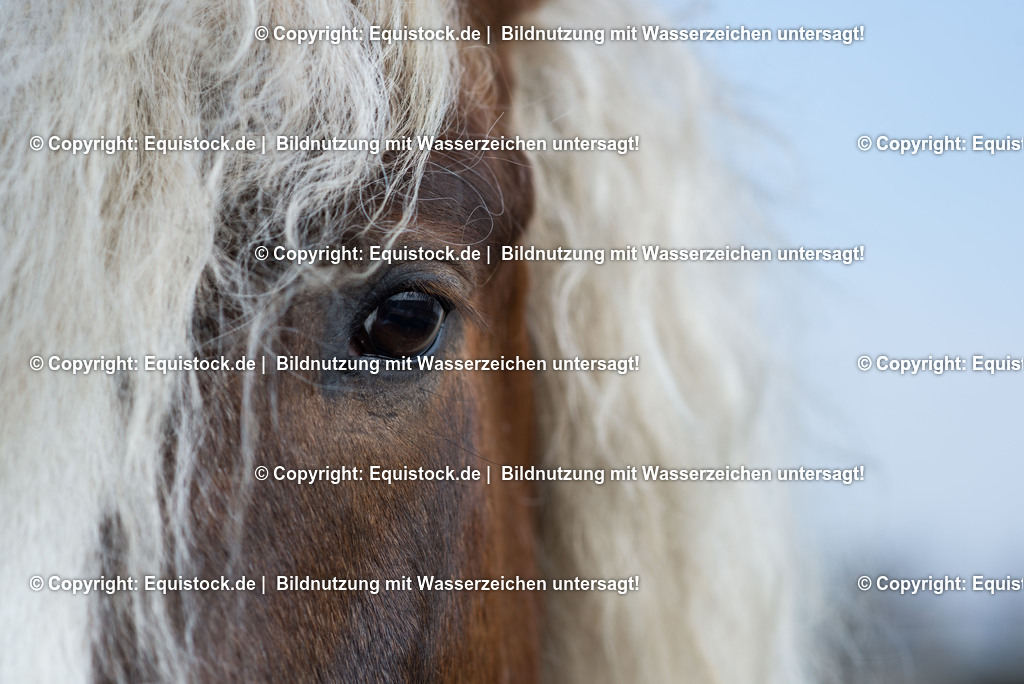 20150313_TOMsPiC_0053 | equistock