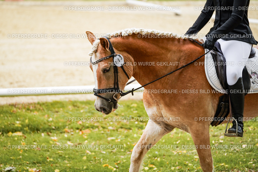 DSC00233 | Pferdegrafie