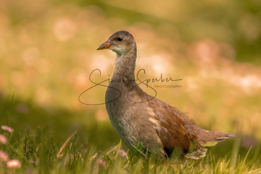 Teichhuhn Jungvogel | Simone Sperber, svb-photography,Fotografin,Bilddesignerin,Naturfotografie,Macrofotografie,Tierfotografie,Wildtierfotografie,Ausstellungen,Auftragsfotografie,Kunst,Art,Photographer,Shootings,Bildberatbeitung,Galerie,Shop