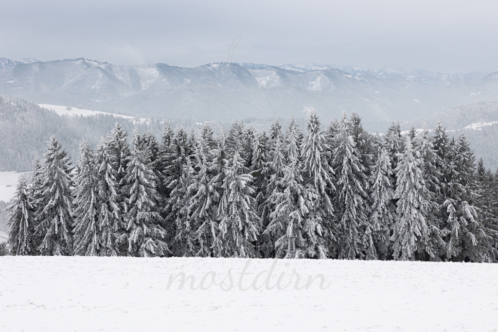 Frostiger Nadelwald am Franzenreith | Ihre Fotografin im Lungau, ihre Fotografin im Mostviertel, Wandbilder Onlineshop, Imagefotos für Ihr Unternehmen,  - Realisiert mit Pictrs.com