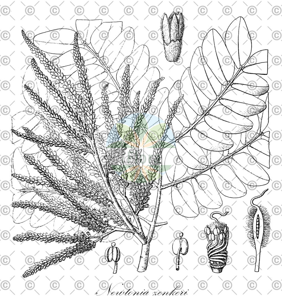 HistAbb_EMP_100562_3_FLORAD_SIMPLE | Historische Abbildung von Newtonia zenkeri - Fabaceae | Historical Illustration of Newtonia zenkeri - Fabaceae