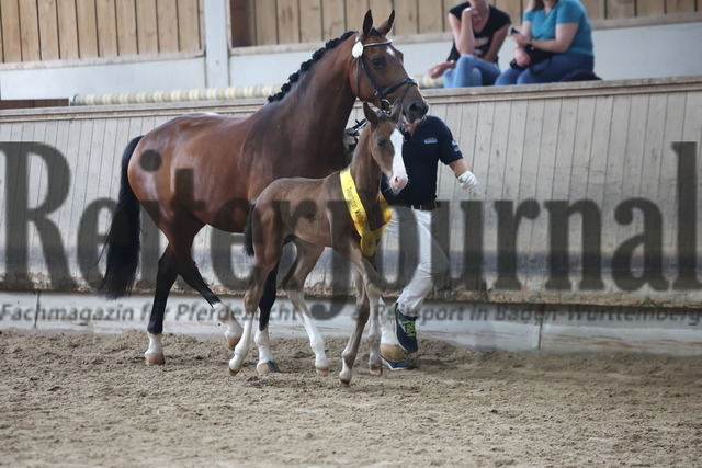 Weilheim_2024_Dressurbetonte_Hengstfohlen_KN_13_Siegerfohlen (15) | Alle Fotos der Reiterjournal Fotografin Doris Matthaes im Reiterjournal Online-Fotoshop. - Realisiert mit Pictrs.com