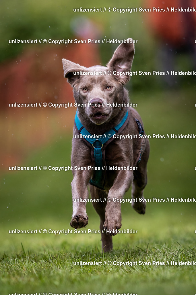 Sven Pries | 2024-04-21 - Hunderennen Baden-Oos
Foto: Sven Pries - Realisiert mit Pictrs.com