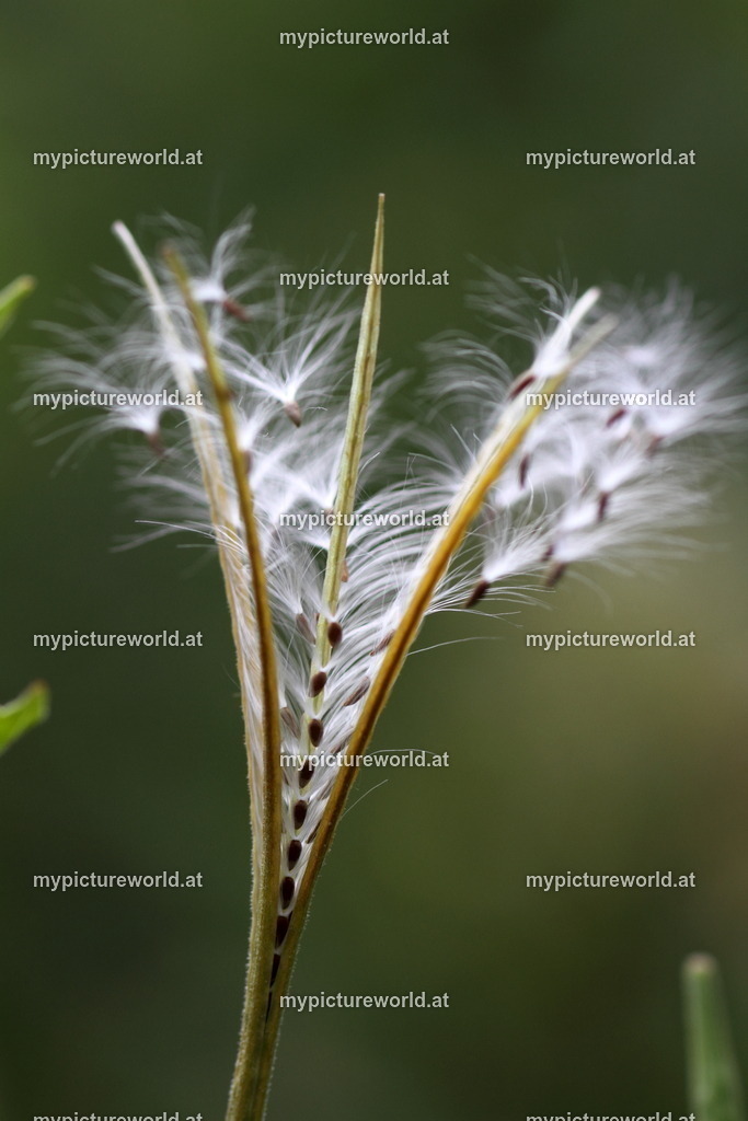 Berg-Weidenröschen-003 | Das Bilderarchiv über Tiere, Planzen und Landschaften. In der Bilddatenbank finden Sie ein große Auswahl an hochwertigen Bilder für Ihre Werbung - Realisiert mit Pictrs.com