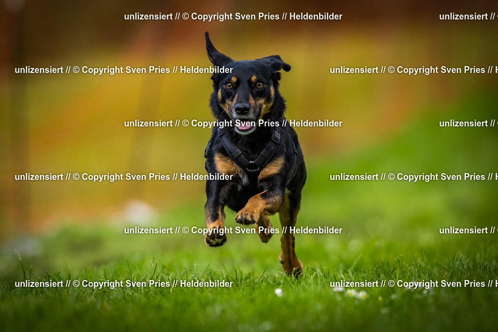 Sven Pries | 2025-04-13 - Hunderennen Baden-Baden - Realisiert mit Pictrs.com