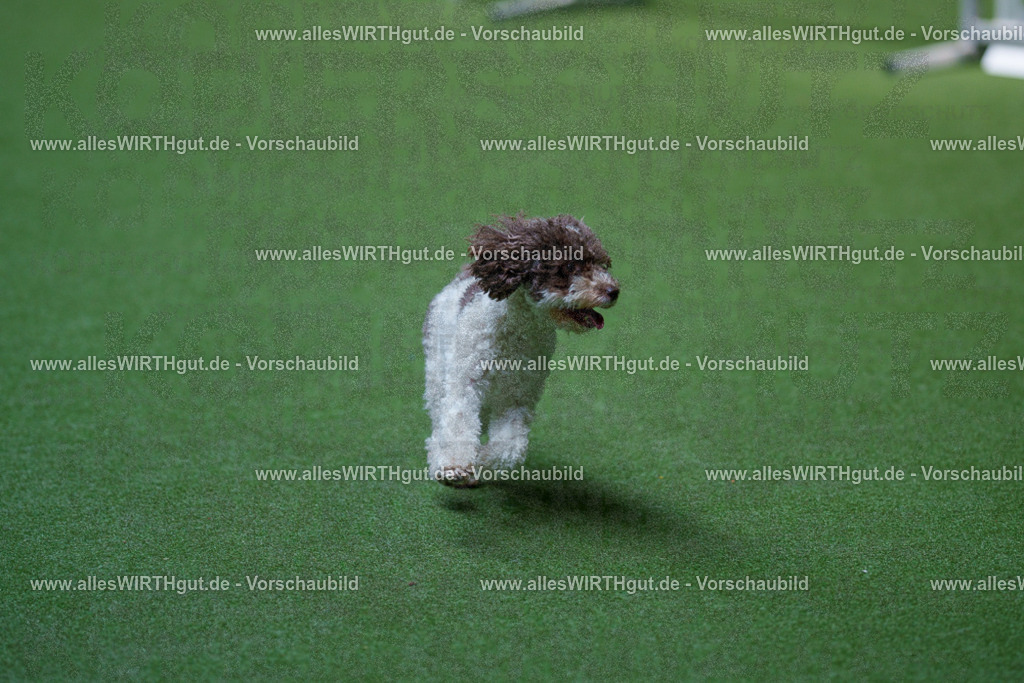 @allesWIRTHgut_Tierfotografie - www.allesWIRTHgut.de - 2604261331-7R502073 | Professionelle Tierfotografie in Mönchengladbach von Daniel Wirth (allesWIRTHgut). Liebevolle & natürliche Bilder von Hunden & Katzen für unvergessliche Erinnerungen.