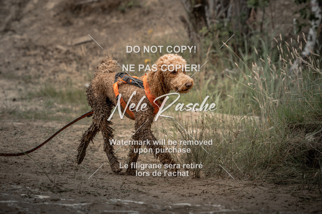 nelerasche_sa1430-1500_197 | nelerasche