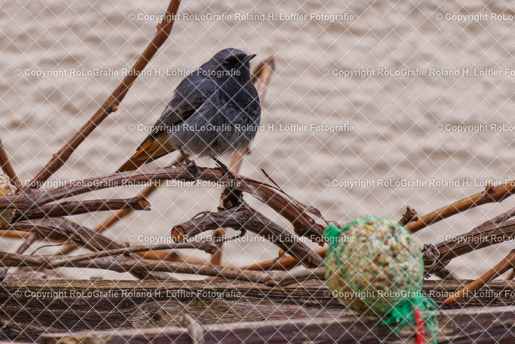 Wildvögel_18 | Singvogel in freier Natur im Garten - Realisiert mit Pictrs.com