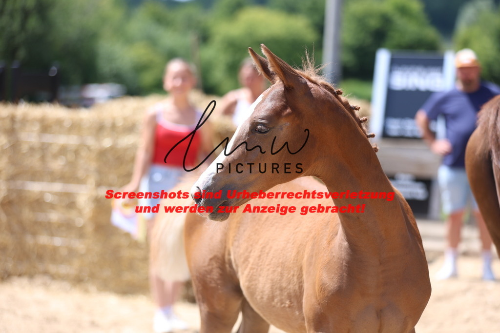 Fohlenschau_Schwäbisch_Hall_springbetonte_Fohlen_KN 54_21 | lmwpictures - Realisiert mit Pictrs.com