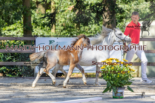 Badbergen RR-223 | mandyhollmannphotographie