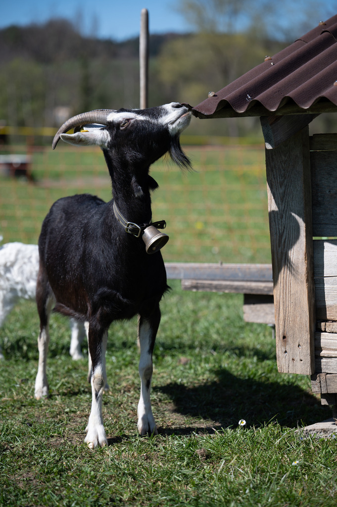Neugieriger Ziegenbock | Die schönsten Bilder für Ihre Räume online bestellen! In unseren Bildergalerien findet Sie alles was es für Ihre Räume braucht. Lassen Sie sich überraschen ☺️ - Realisiert mit Pictrs.com