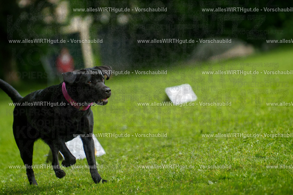 @allesWIRTHgut_Tierfotografie - www.allesWIRTHgut.de - 7R503166 | Professionelle Tierfotografie in Mönchengladbach von Daniel Wirth (allesWIRTHgut). Liebevolle & natürliche Bilder von Hunden & Katzen für unvergessliche Erinnerungen.