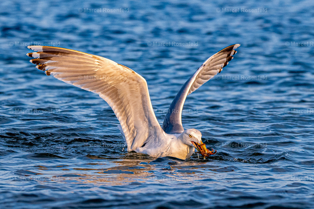 _DSC6005 | foto-rosenfeld