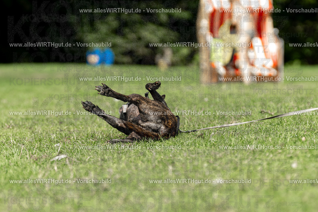 Hundeschwimmen_Volksbad_2026-allesWIRTHgut_Tierfotografie-2609061526-7R501530 | Professionelle Tierfotografie in Mönchengladbach von Daniel Wirth (allesWIRTHgut). Liebevolle & natürliche Bilder von Hunden & Katzen für unvergessliche Erinnerungen.
