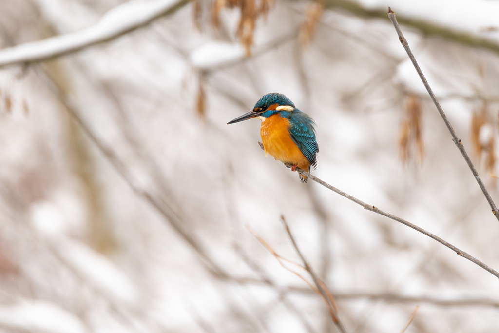 Der Eisvogel | Der Eisvogel (Alcedo atthis) ist aufgrund seines leuchtend bunten Gefieders und seiner pfeilschnellen Jagdweise eine der auffälligsten und schönsten Vogelarten Mitteleuropas. Er wird oft als "fliegender Edelstein" bezeichnet und dient als wichtiger Indikator für die Gesundheit und Naturnähe von Gewässern. - Realisiert mit Pictrs.com