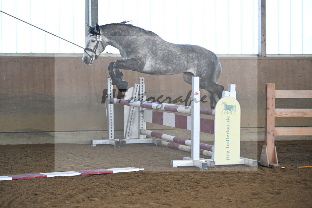 Kat-Nr. 1 Lisbergs Prince Philip v. Pattya Veuve Cosmic_ZG Lisberg_49250021 | hf-fotografie - Realisiert mit Pictrs.com