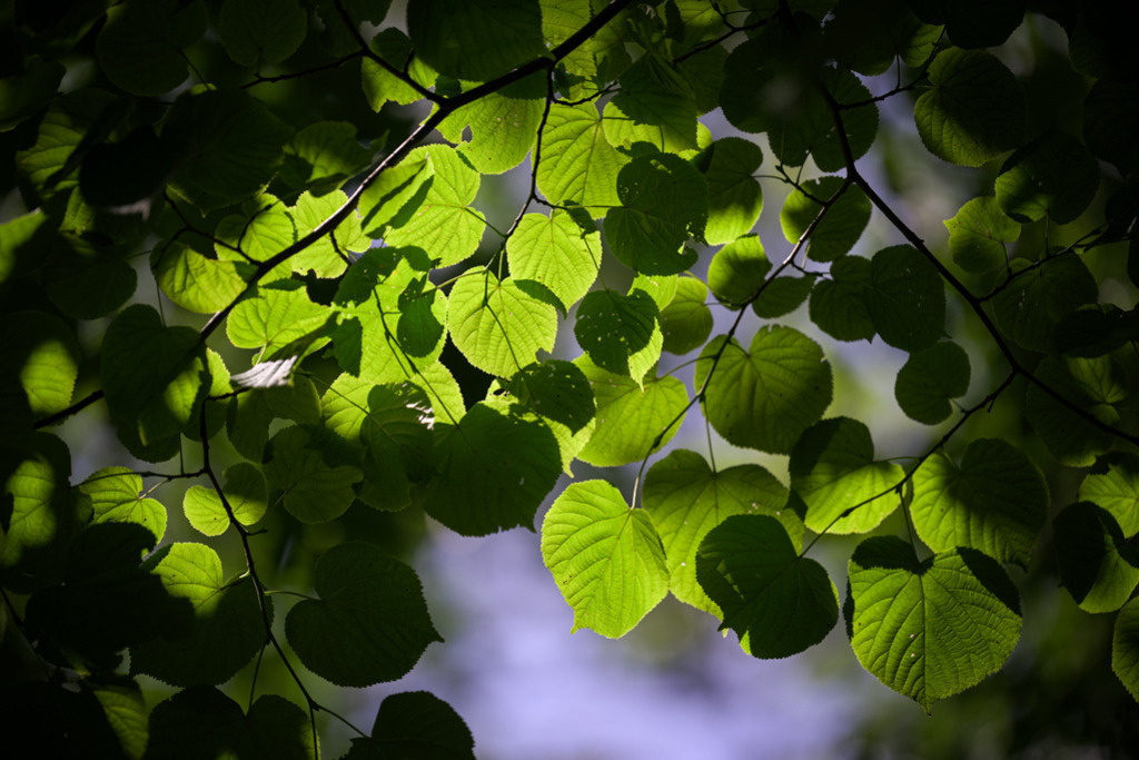 Blätter einer Linde | Im Gegenlicht leuchten Blätter einer Linde, wobei lediglich das Zentrum des Bildausschnitts erhellt wird. — Auflösung des Originals: 8256 x 5504 px. - Realisiert mit Pictrs.com