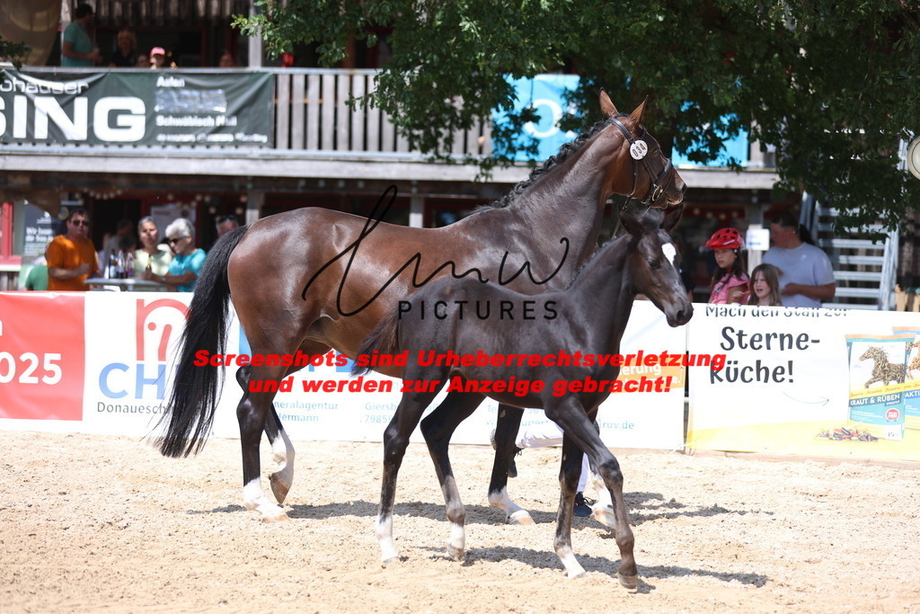 Fohlenschau_Schwäbisch_Hall_springbetonte_Fohlen_KN 34_14 | lmwpictures - Realisiert mit Pictrs.com