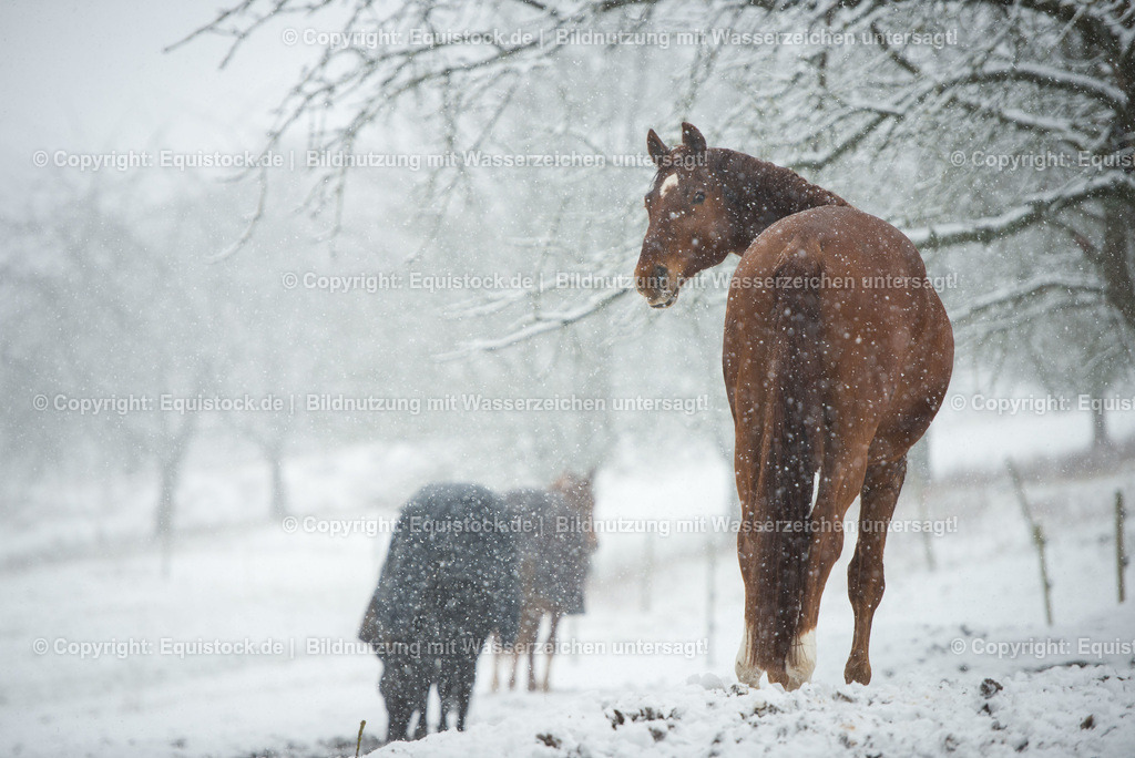 TS_20180217_Fuchs_Schnee_Koppel_0001 | Foto: Thomas Hartig