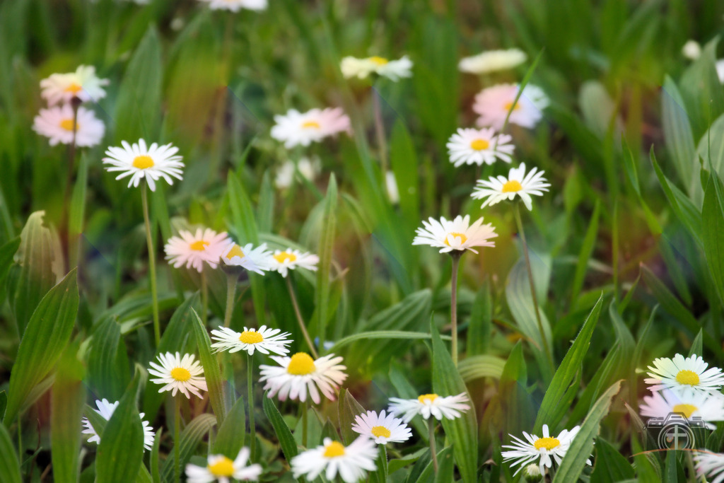 BW-Gänseblümchen-0009 | Entdecken Sie eine vielfältige Auswahl individueller Fotos zum Kauf auf picturalux.de. Finden Sie hochwertige Bilder für Ihre Projekte, die Ihre Botschaft perfekt unterstreichen. Stöbern Sie jetzt und verleihen Sie Ihren Inhalten das gewisse Etwas! - Realisiert mit Pictrs.com