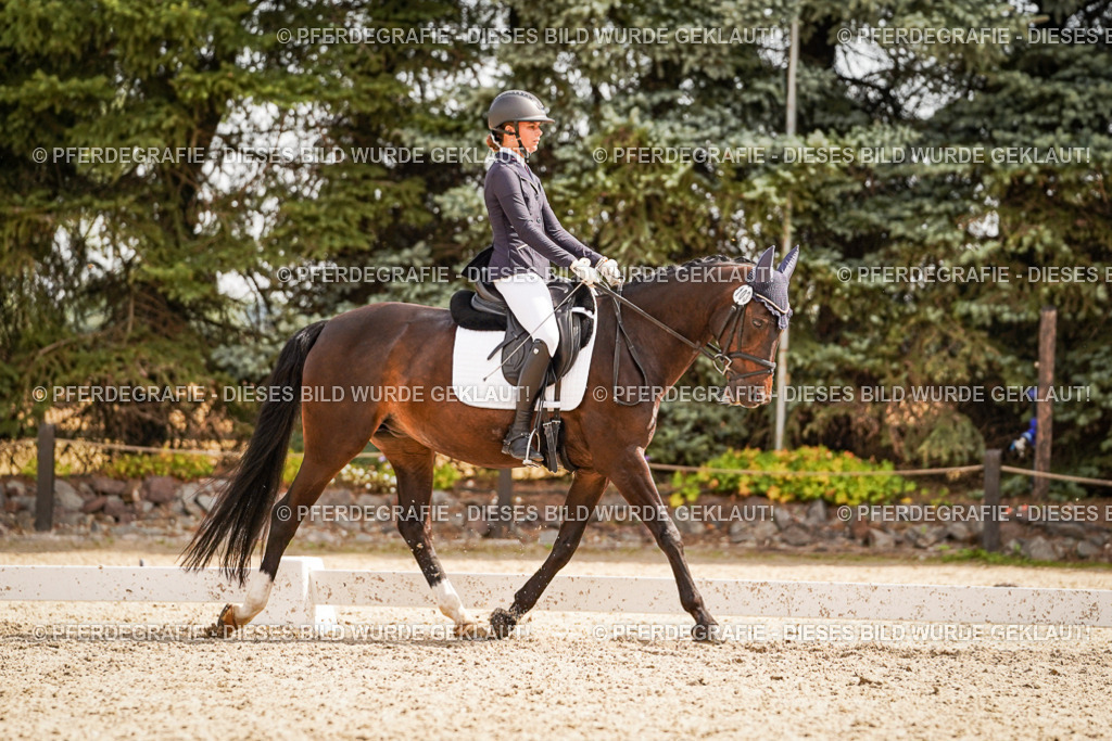 DSC01556 | Pferdegrafie