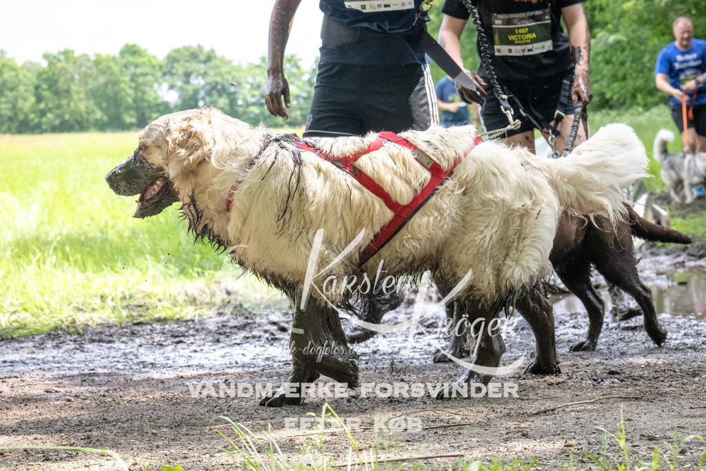 1251_ZZ93957 | kk-dogfotos