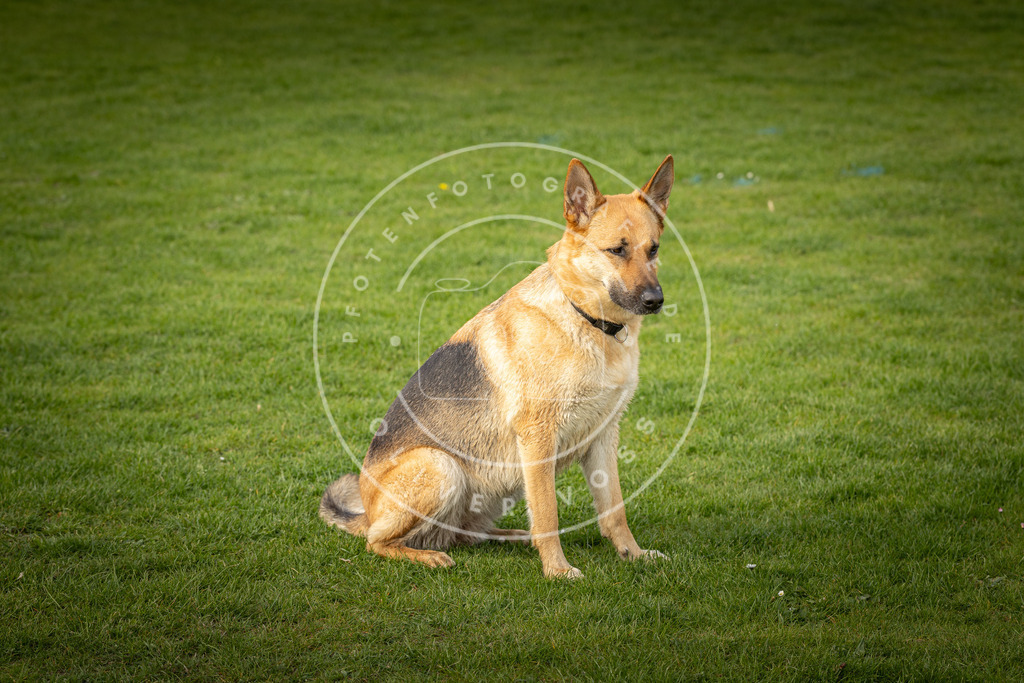 Pfotenfotografie_DV3A4923 | Hundefotografie, Tierfotograf, Pfotenfotografie, Fotoshooting Hund, Hunde Portrait, Hundesport, Hundeportraits, Heideshooting, Hunde, Sportfotograf, Hundefotograf, Turnierhundsport, THS,  - Realisiert mit Pictrs.com
