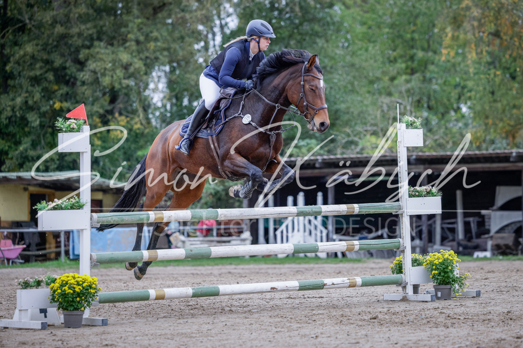 20251012-_3LI5024 | Tierfotografie Pferde, Hunde, Katzen, Haustiere.
Turnierfotografie Reitturniere, Reiten, Springreiten, Dressur in Hanau, dem Main-Kinzig-Kreis und dem Rhein-Main- Gebiet um Frankfurt