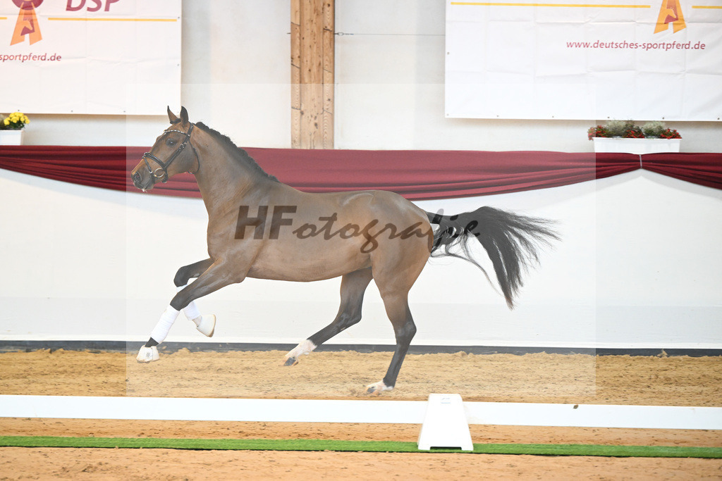 Kat-Nr. 3 v. Baron_Brors_66221583 | hf-fotografie - Realisiert mit Pictrs.com
