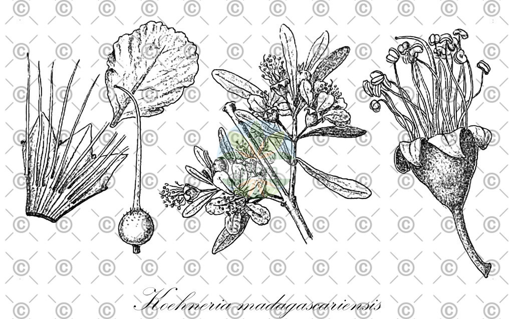 HistAbb_wfo-0000221182_1_ENZY_Simple | Historische Abbildung von Koehneria madagascariensis - Lythraceae | Historical Illustration of Koehneria madagascariensis - Lythraceae