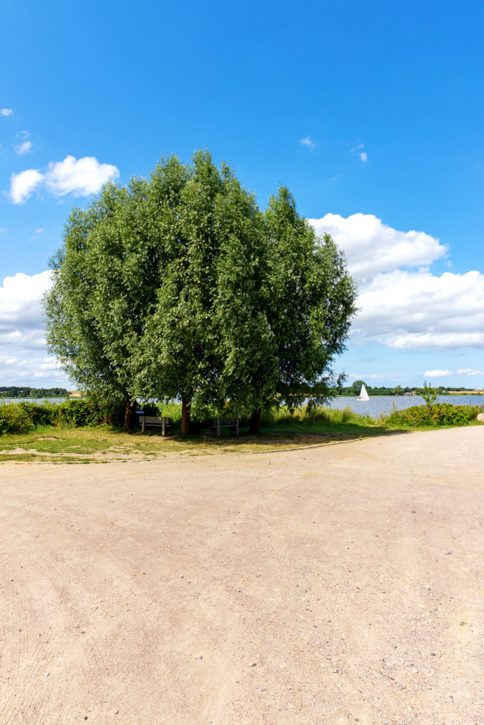 Wandbild: Bäume am Spazierweg in Sieseby an der Schlei | Dieses Wandbild im Hochformat zeigt drei schöne Bäume die zu einem Baum zusammengewachsen sind in Sieseby an der Schlei. Im Vordergrund befindet sich der Spazierweg. In der Ferne kann man ein Segelboot auf der Schlei erahnen. Am Himmel sind einige sommerliche Wolken zu sehen.  - Realisiert mit Pictrs.com
