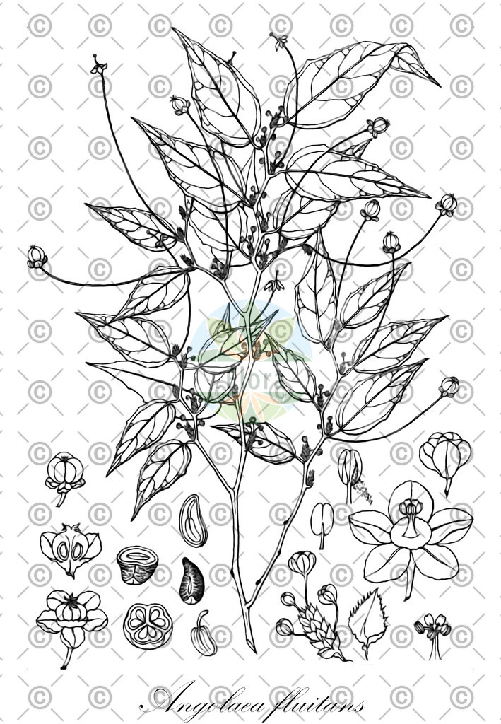 HistAbb_wfo-0000536542_558_ENZY_Simple | Historische Abbildung von Angolaea fluitans - Podostemaceae | Historical Illustration of Angolaea fluitans - Podostemaceae