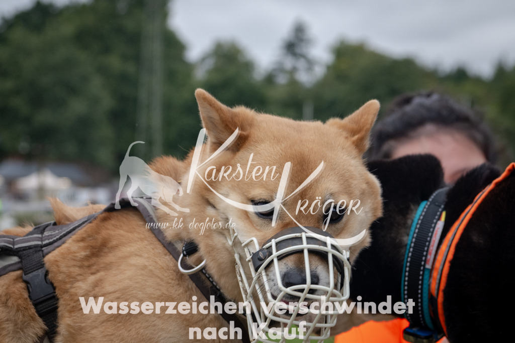 1229_ZZ90803 | kk-dogfotos