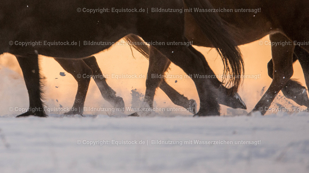 TS_20170106_Pferdeherde_im_Schnee_0002-3 | Foto: Thomas Hartig