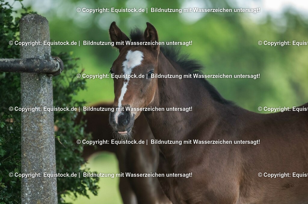 20210617_Fohlen_0335 | Foto: Thomas Hartig