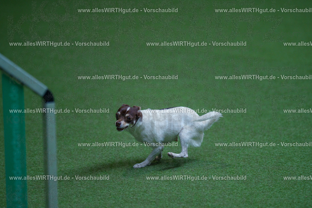 @allesWIRTHgut_Tierfotografie - www.allesWIRTHgut.de - 2604261327-7R501888 | Professionelle Tierfotografie in Mönchengladbach von Daniel Wirth (allesWIRTHgut). Liebevolle & natürliche Bilder von Hunden & Katzen für unvergessliche Erinnerungen.